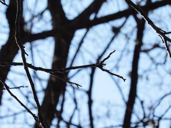 Low angle view of branches against sky