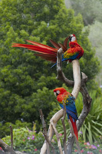 Close-up of parrot perching on branch