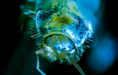 Close-up of fish swimming in aquarium