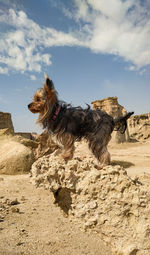 View of dog on land against sky