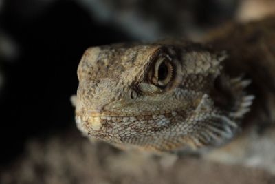 Close-up of lizard