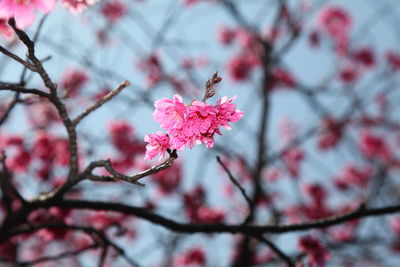 Close-up of pink cherry blossom