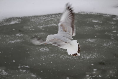 Close-up of swan flying over water