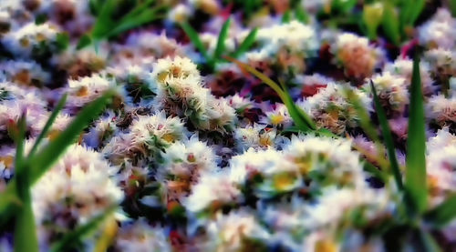 Close-up of flowers