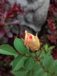 Close-up of pink flower