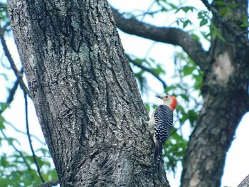 Low angle view of bird perching on tree