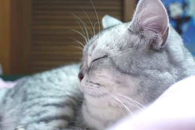 Close-up of cat sleeping