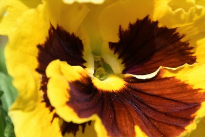 Close-up of yellow sunflower blooming outdoors