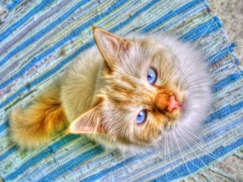 Portrait of cat