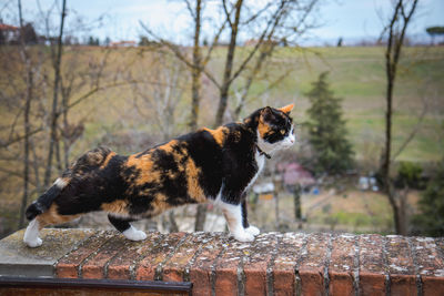 Side view of a cat against plants