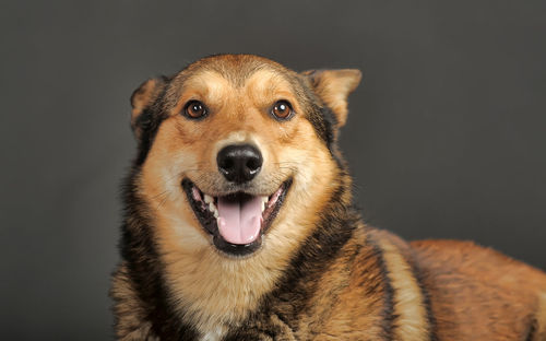 Close-up portrait of a dog