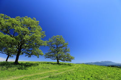 Tree on field against clear blue sky