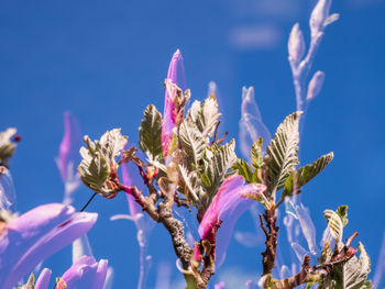 Close-up of flowering plant against blue sky