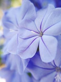 Close-up of purple flowering plant