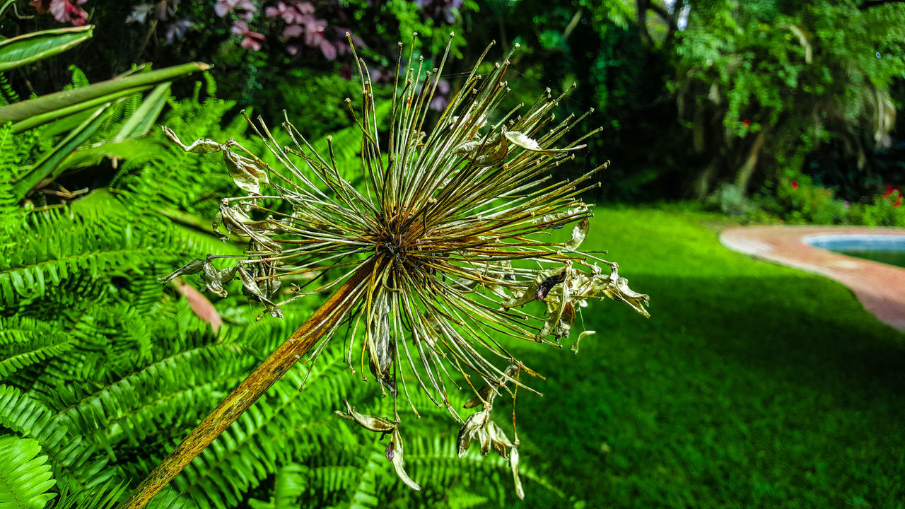 plant, green color, growth, beauty in nature, nature, day, focus on foreground, no people, close-up, freshness, outdoors, field, land, flower, flowering plant, tree, tranquility, leaf, plant part, vulnerability, dandelion seed, coniferous tree