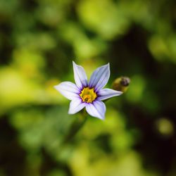 Close-up of purple flower