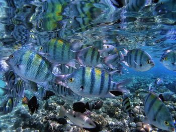 Close-up of fish swimming in sea