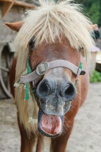 Close-up portrait of a horse