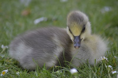 Swan in a field