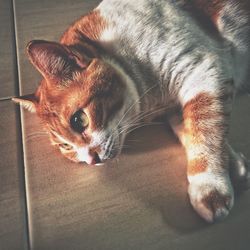 Close-up of cat lying on floor at home