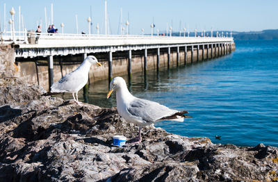 Seagull perching on rock by sea