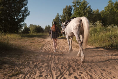 Horse walking in a field