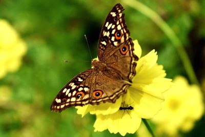 Close-up of butterfly pollinating on yellow flower