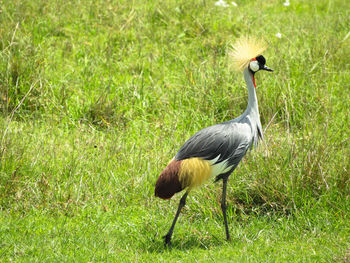 View of duck on field