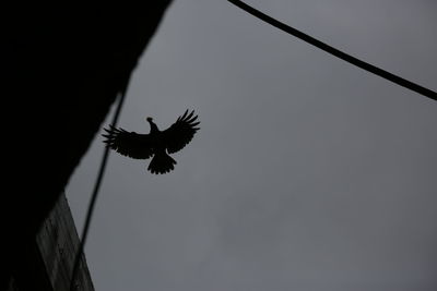 Low angle view of silhouette bird flying against sky