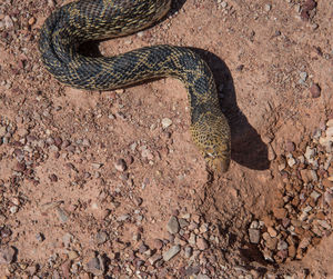 High angle view of lizard on land