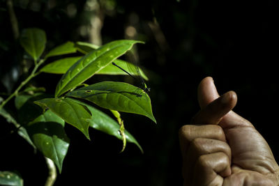 Close-up of hand holding leaves