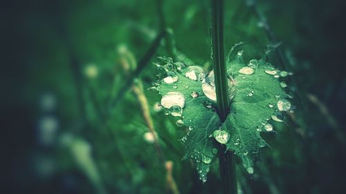 Close-up of raindrops on leaves