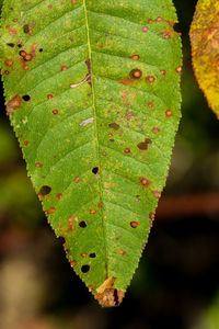 Close-up of maple leaf