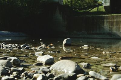 View of ducks swimming in lake