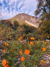 Scenic view of orange flowering plants against sky
