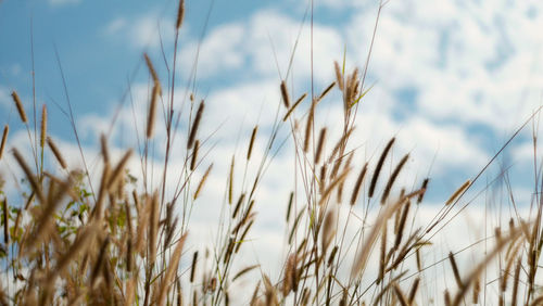 Close-up of crops on field against sky