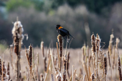 Close-up of bird perching on field