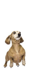 Dog looking away against white background