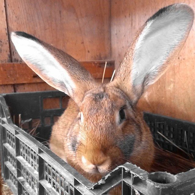 animal themes, one animal, animal head, close-up, animals in the wild, looking at camera, animal body part, portrait, wildlife, indoors, mammal, part of, focus on foreground, wood - material, no people, front view, day, animal eye, animals in captivity