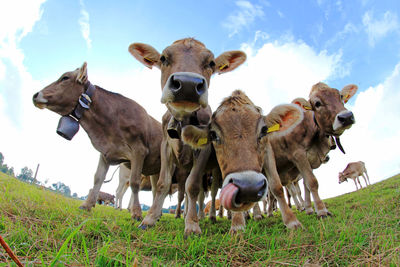 Portrait of cows on field