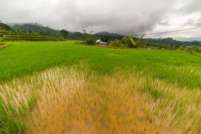 Scenic view of field against cloudy sky