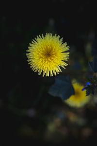 Close-up of yellow flowering plant