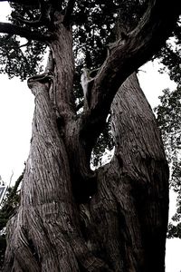 Close-up of tree trunk