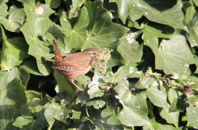 Close-up of butterfly perching on plant