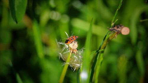 Close-up of spider on web