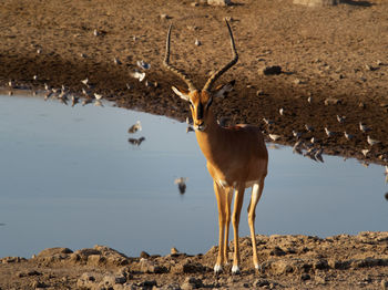 Bird standing on lakeshore