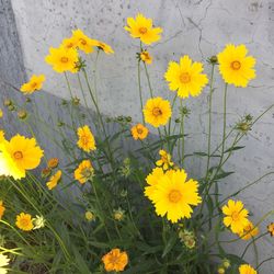 Close-up of yellow flowers blooming outdoors