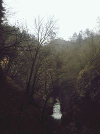 Scenic view of river in forest against clear sky