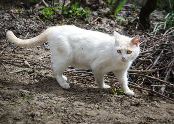 Portrait of white cat standing on field