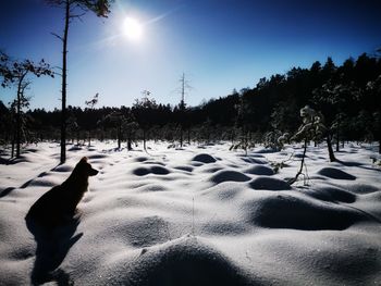 Dog on snow covered field against sky